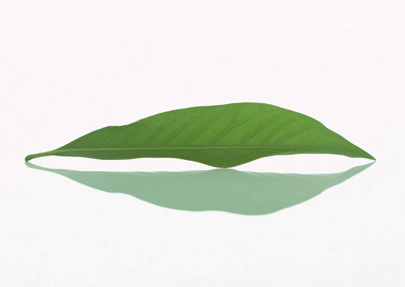 无人,横图,室内,特写,白天,白色背景,正面,纯洁,植物,竹子,叶子,一片,纹理,绿叶,绿色,嫩叶,摄影,影棚,高雅,肌理,奉献,质朴,正直,担当,叶,叶片,叶脉,竹,彩图,影棚拍摄,拍摄,江南竹,毛竹,茅竹,孟宗竹,楠竹,奋进,操守,四君子,岁寒三友,性坚,虚怀,虚心,善群,卓尔