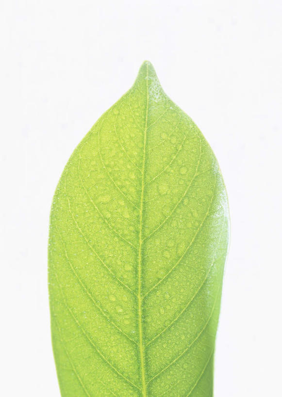 无人,竖图,室内,特写,白天,白色背景,正面,纯洁,植物,竹子,叶子,一片,纹理,绿叶,绿色,嫩叶,摄影,影棚,高雅,肌理,奉献,质朴,正直,担当,叶,叶片,叶脉,竹,彩图,影棚拍摄,拍摄,江南竹,毛竹,茅竹,孟宗竹,楠竹,奋进,操守,四君子,岁寒三友,性坚,虚怀,虚心,善群,卓尔