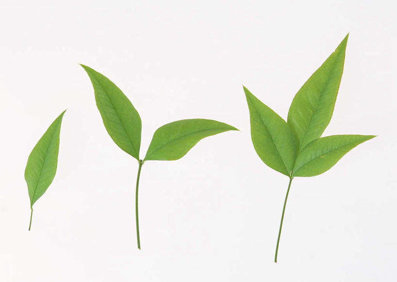 无人,横图,室内,特写,白天,白色背景,正面,植物,叶子,纹理,绿叶,三片,绿色,嫩叶,摄影,影棚,肌理,南天竹,南天竺,叶,叶片,叶脉,彩图,影棚拍摄,拍摄