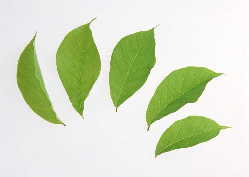 无人,横图,室内,特写,白天,白色背景,正面,植物,叶子,一排,整齐,纹理,绿叶,五片,排列,绿色,嫩叶,摄影,影棚,队列,肌理,叶,叶片,叶脉,彩图,影棚拍摄,拍摄