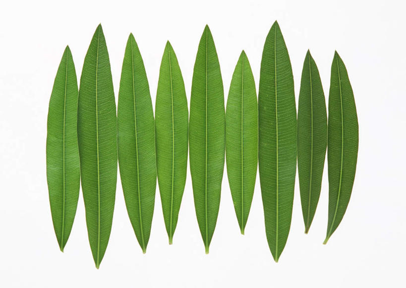 无人,横图,室内,特写,白天,白色背景,正面,植物,叶子,一排,许多,整齐,纹理,绿叶,排列,绿色,嫩叶,摄影,影棚,夹竹桃,队列,柳叶桃,半年红,肌理,叶,叶片,叶脉,彩图,影棚拍摄,拍摄