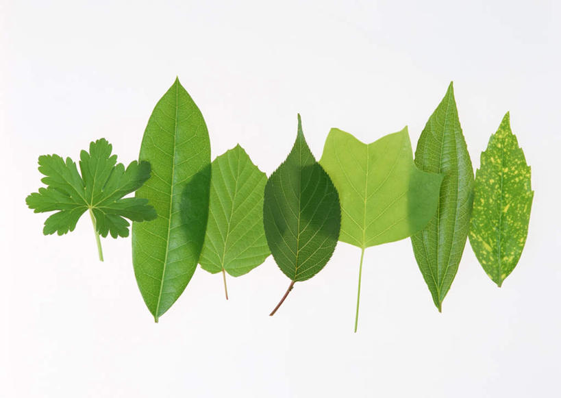 无人,横图,室内,特写,白天,白色背景,正面,植物,叶子,一排,许多,整齐,纹理,绿叶,排列,绿色,嫩叶,摄影,影棚,洋绣球,天竺葵,队列,山茱萸,肌理,驱蚊草,日烂红,入腊红,石腊红,洋葵,山萸肉,山芋肉,蜀酸枣,天木籽,药枣,萸肉,枣皮,郁金香树,叶,叶片,叶脉,彩图,影棚拍摄,拍摄,东瀛珊瑚,青木,桃叶珊瑚