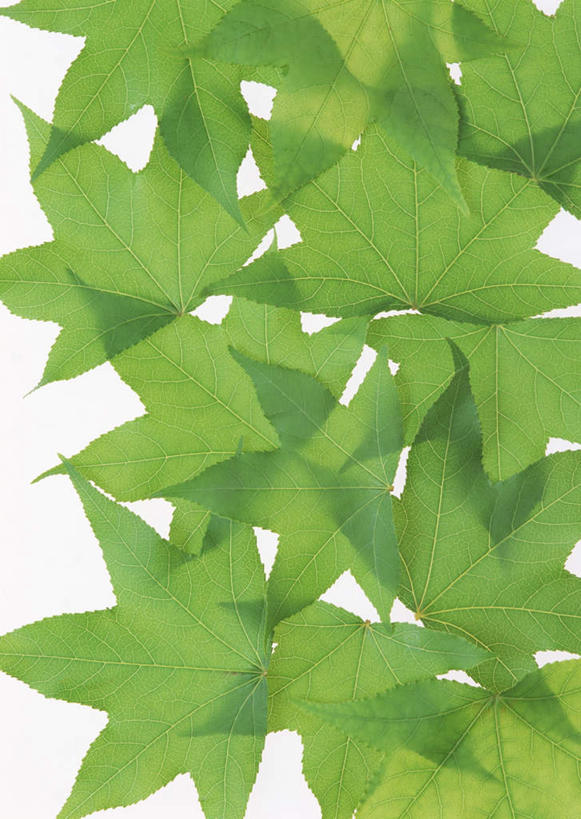 无人,竖图,室内,特写,白天,白色背景,正面,植物,叶子,许多,纹理,绿叶,绿色,嫩叶,摄影,影棚,肌理,枫香,叶,叶片,叶脉,枫香树,彩图,影棚拍摄,拍摄