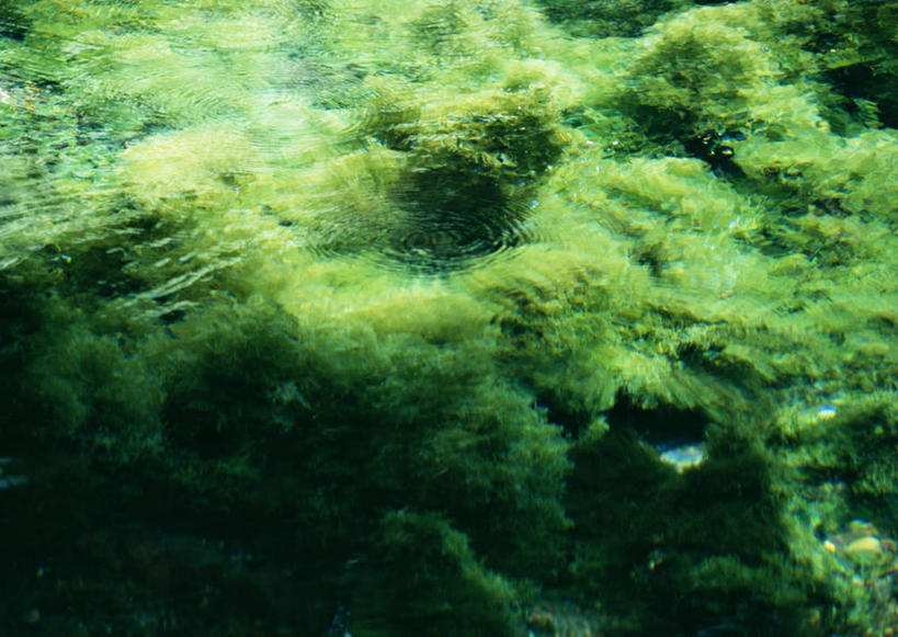 无人,横图,俯视,室外,特写,白天,旅游,度假,湖,湖泊,美景,水,植物,日本,亚洲,波纹,新鲜,湖面,景观,水流,水面,水草,涟漪,娱乐,绿色,倒影,水纹,自然,波浪,湖水,享受,休闲,景色,放松,生长,成长,青春,倒映,生命,自然风光,和平,安详,东亚,日本国,九州本岛,九州,九州岛,九州地方,水晕,熊本,熊本县,冷色,反照,彩图,高角度拍摄,阿苏郡