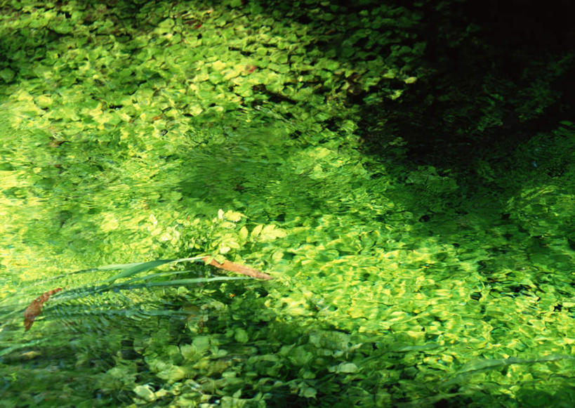 无人,横图,俯视,室外,特写,白天,旅游,度假,湖,湖泊,美景,水,植物,日本,亚洲,波纹,新鲜,湖面,景观,水流,水面,水草,涟漪,娱乐,绿色,倒影,水纹,自然,波浪,湖水,享受,休闲,景色,放松,生长,成长,青春,倒映,生命,自然风光,和平,安详,东亚,日本国,九州本岛,九州,九州岛,九州地方,水晕,熊本,熊本县,冷色,反照,彩图,高角度拍摄,阿苏郡