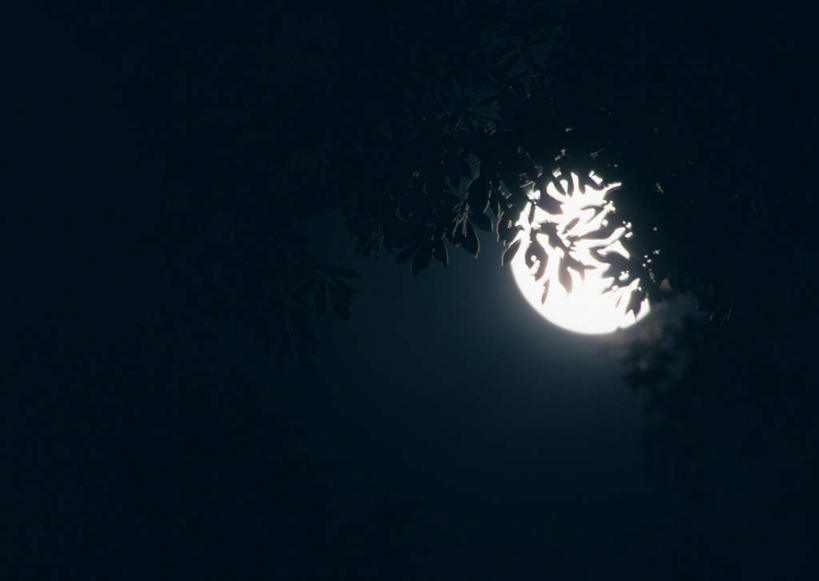 无人,横图,室外,夜晚,仰视,美景,植物,叶子,日本,亚洲,景观,月亮,绿叶,月光,树,树木,绿色,自然,嫩叶,景色,生长,成长,明亮,自然风光,东亚,日本国,九州本岛,九州,九州岛,九州地方,宫崎,宫崎县,皎洁,叶,叶片,彩图,低角度拍摄