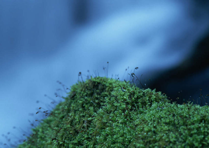 无人,横图,室外,特写,白天,正面,河流,美景,水,日本,亚洲,朦胧,模糊,河水,景观,水流,青苔,苔藓,小溪,自然,溪水,景色,自然风光,东亚,日本国,九州本岛,九州,九州岛,九州地方,宫崎,宫崎县,彩图