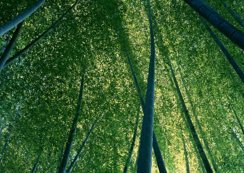 无人,横图,室外,白天,仰视,纯洁,美景,植物,竹子,叶子,日本,亚洲,阴影,光线,纹理,影子,景观,竹林,绿叶,绿色,阳光,自然,嫩叶,景色,高雅,自然风光,东亚,本州,肌理,三重县,本州岛,日本国,近畿地方,近畿,奉献,质朴,正直,三重,担当,叶,叶片,叶脉,竹,彩图,低角度拍摄,尾鹫市,奋进,操守,四君子,岁寒三友,性坚,虚怀,虚心,善群,卓尔