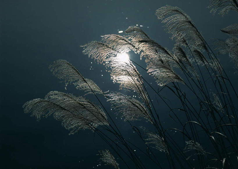 无人,横图,俯视,室外,白天,河流,美景,水,日本,亚洲,阴影,光线,影子,河水,景观,水流,芒草,背光,倒影,阳光,自然,景色,倒映,自然风光,逆光,东亚,五节芒,本州,本州岛,日本国,中部地方,山梨,山梨县,反照,管草,管芒,寒芒,彩图,高角度拍摄