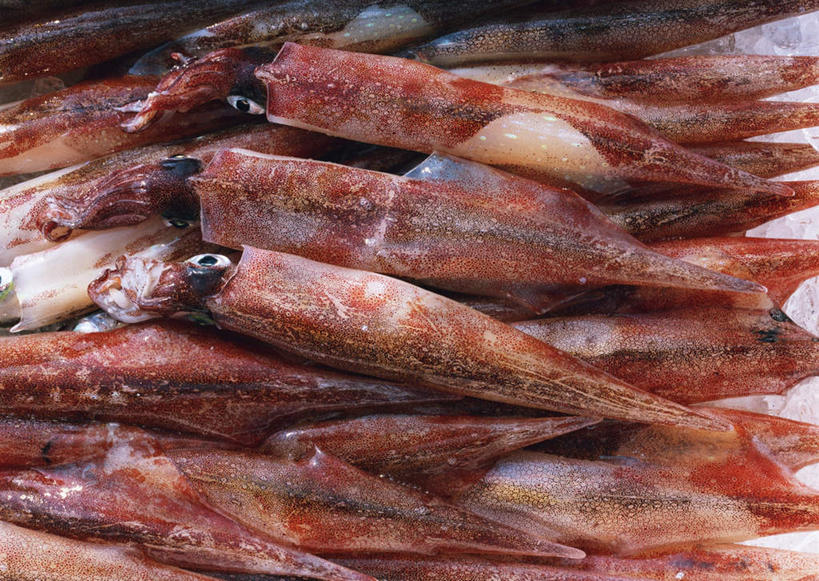 海鲜,无人,横图,俯视,室内,特写,白天,餐桌,桌子,鱿鱼,许多,阴影,反射,影子,很多,水产,海洋生物,红色,餐台,水生动物,海产品,水生物,海底动物,柔鱼,枪乌贼,半身,彩图,高角度拍摄