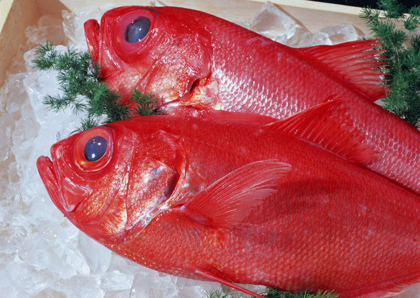 海鲜,无人,横图,俯视,室内,特写,白天,餐具,叶子,两条,鱼,碟子,盘,冰,冰块,绿叶,鲷鱼,冷冻,水产,鱼类,海洋生物,红色,盘子,碟,嫩叶,寒冷,冷藏,鲷,加吉鱼,金眼鲷,铜盆鱼,冰冷,水生动物,海产品,水生物,海底动物,班加吉,加真鲷,保鲜,叶,叶片,半身,彩图,高角度拍摄