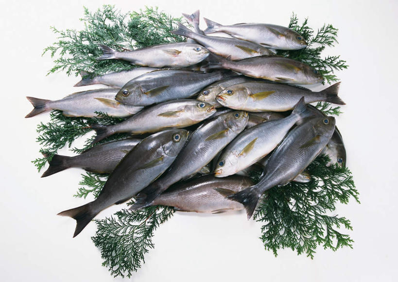 无人,横图,俯视,室内,特写,白天,白色背景,餐桌,桌子,叶子,一堆,许多,阴影,堆叠,堆积,反射,影子,绿叶,很多,海洋生物,嫩叶,摄影,影棚,餐台,堆,水生动物,水生物,海底动物,板机鱼,鸡鱼,鳞鲀,彘鸣鱼,叶,叶片,彩图,高角度拍摄,全身,影棚拍摄,拍摄,炮弹鱼,扳机鲀,扳机鱼