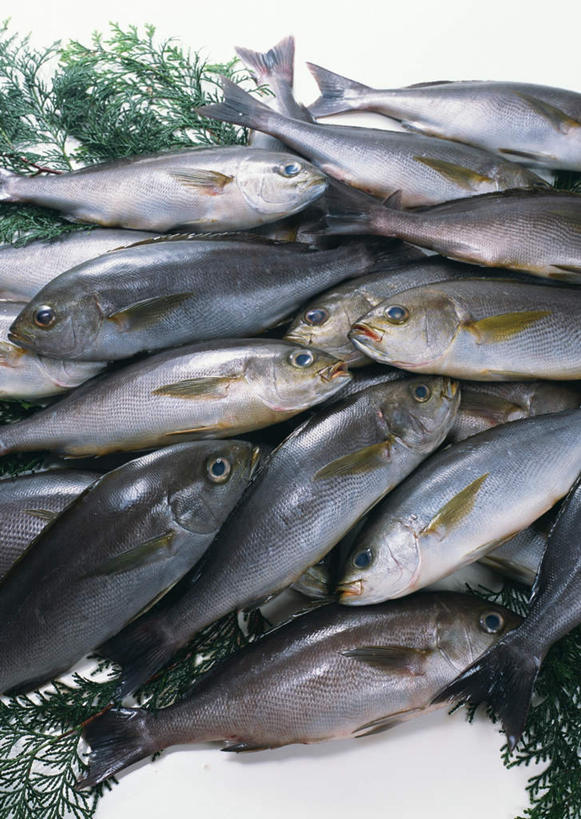 无人,竖图,俯视,室内,特写,白天,白色背景,餐桌,桌子,叶子,一堆,许多,阴影,堆叠,堆积,反射,影子,绿叶,很多,海洋生物,嫩叶,摄影,影棚,餐台,堆,水生动物,水生物,海底动物,板机鱼,鸡鱼,鳞鲀,彘鸣鱼,叶,叶片,半身,彩图,高角度拍摄,影棚拍摄,拍摄,炮弹鱼,扳机鲀,扳机鱼