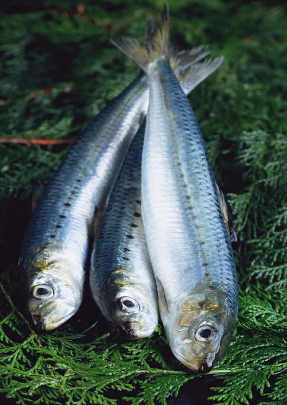 海鲜,无人,竖图,俯视,室外,特写,白天,植物,叶子,鱼,纹理,绿叶,水产,鱼类,海洋生物,绿色,嫩叶,三条,沙丁鱼,鲱鱼,水生动物,海产品,水生物,海底动物,肌理,沙甸鱼,沙鲻,沙脑鰛,大肚鰛,真鰛,萨丁鱼,鳁,鲱科,叶,叶片,叶脉,彩图,高角度拍摄,全身