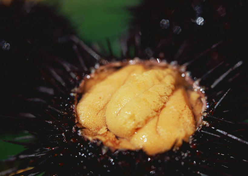 海鲜,无人,横图,俯视,室内,特写,白天,餐桌,桌子,海胆,阴影,朦胧,模糊,反射,影子,水产,海洋生物,一个,黄色,黑色,单个,餐台,水生动物,海产品,水生物,海底动物,刺锅子,海刺猬,半身,彩图,高角度拍摄