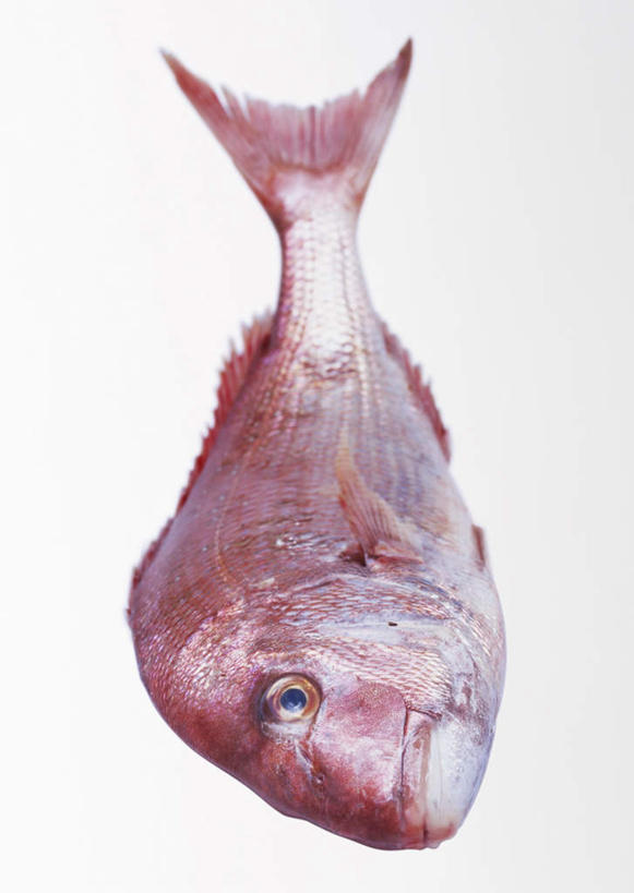 海鲜,无人,竖图,俯视,室内,特写,白天,白色背景,餐桌,桌子,一条,阴影,反射,鱼,影子,鲷鱼,水产,鱼类,海洋生物,红色,摄影,影棚,餐台,鲷,加吉鱼,铜盆鱼,真鲷,水生动物,海产品,水生物,红鲷,海底动物,班加吉,加真鲷,红加吉,彩图,高角度拍摄,全身,影棚拍摄,拍摄