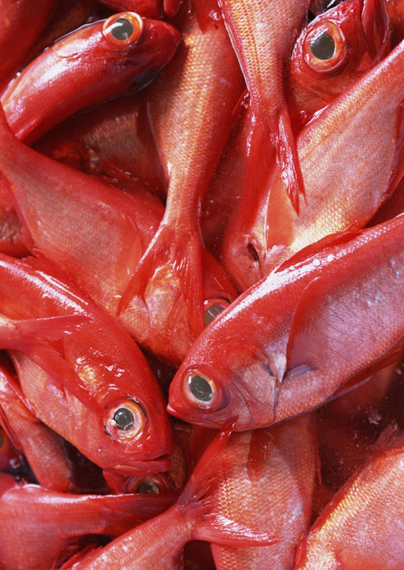 海鲜,无人,竖图,俯视,室外,特写,白天,一堆,许多,堆叠,堆积,鱼,很多,鲷鱼,水产,鱼类,海洋生物,红色,堆,鲷,加吉鱼,金眼鲷,铜盆鱼,水生动物,海产品,水生物,海底动物,班加吉,加真鲷,半身,彩图,高角度拍摄