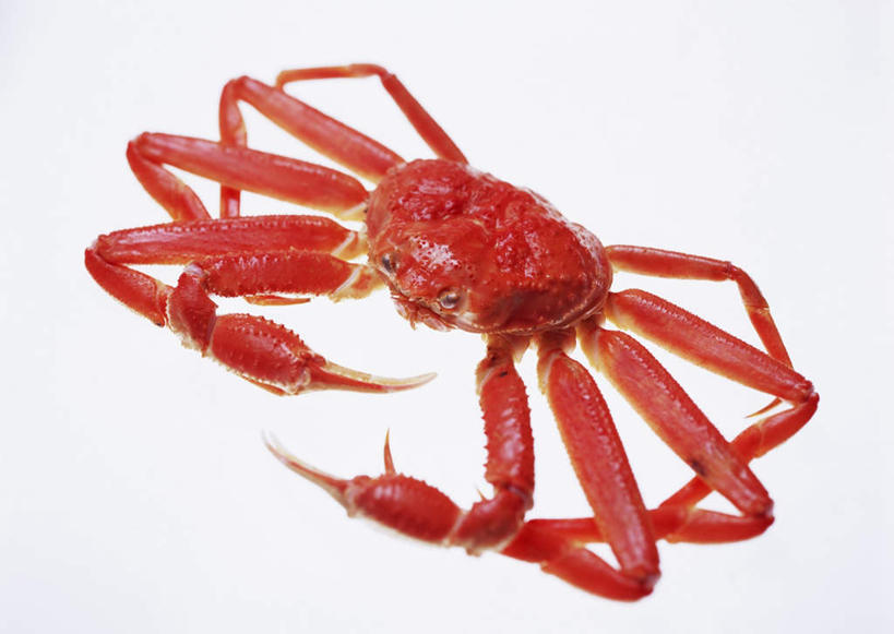 海鲜,无人,横图,俯视,室内,特写,白天,白色背景,餐桌,桌子,阴影,反射,皇后蟹,影子,水产,海洋生物,一只,红色,摄影,影棚,餐台,皮匠蟹,雪蟹,水生动物,海产品,水生物,海底动物,彩图,高角度拍摄,全身,影棚拍摄,拍摄
