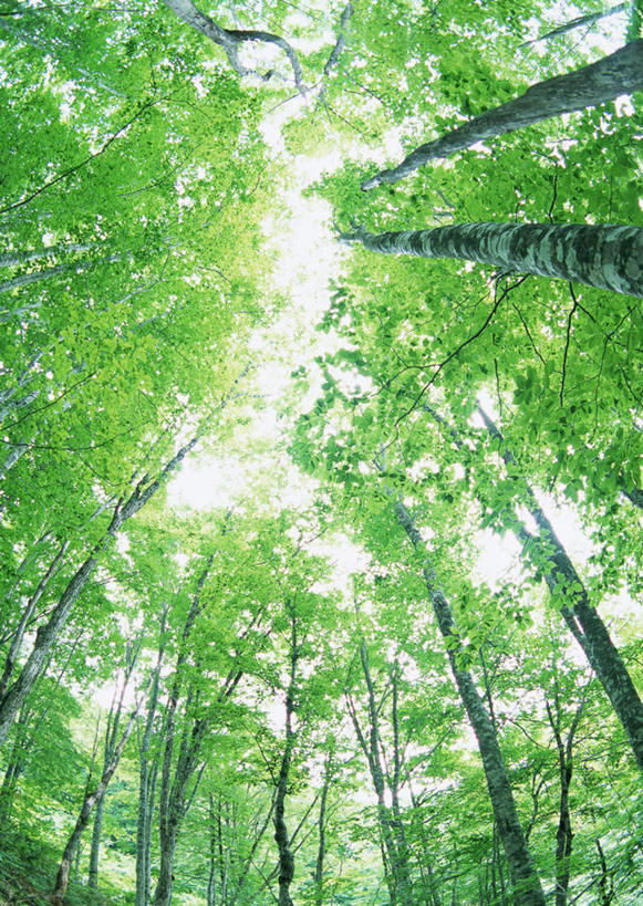 无人,竖图,室外,白天,仰视,旅游,度假,美景,森林,树林,植物,叶子,日本,亚洲,阴影,光线,影子,景观,绿叶,树桩,枝条,娱乐,树,树干,树木,树枝,绿色,阳光,自然,享受,休闲,嫩叶,木桩,景色,放松,生长,成长,自然风光,东亚,本州,本州岛,日本国,岩手,岩手县,东北地方,虬枝,枝杈,叶,叶片,彩图,低角度拍摄,岩手郡