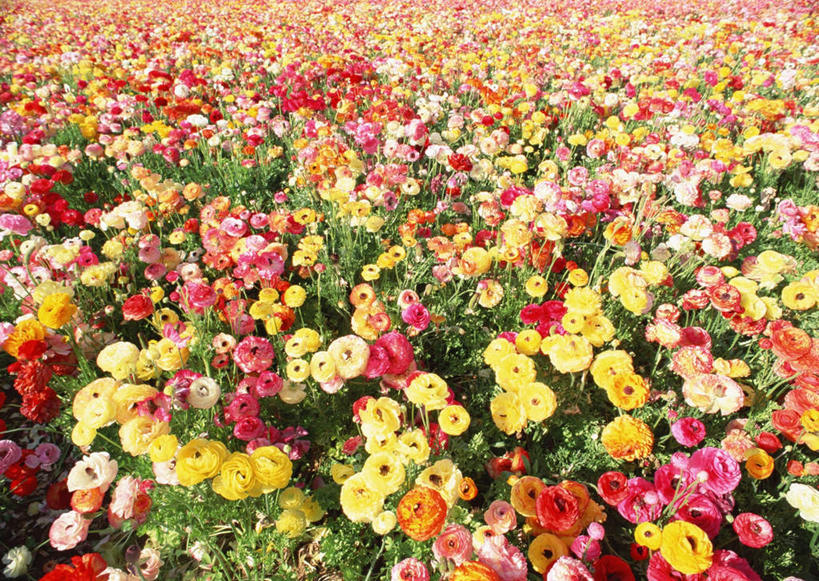 无人,横图,俯视,彩色,室外,白天,花海,花圃,美景,植物,叶子,阴影,盛开,光线,影子,景观,花蕾,花,花瓣,花朵,花卉,鲜花,绿色,阳光,自然,花丛,花束,花田,花苞,花蕊,耧斗花,景色,五颜六色,色彩斑斓,自然风光,五彩缤纷,坚持,耧斗菜,猫爪花,五彩斑斓,五光十色,彩图,高角度拍摄,西洋耧斗菜