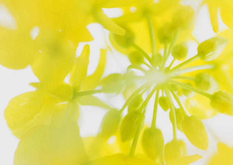 无人,横图,室外,特写,白天,正面,美景,阴影,朦胧,模糊,盛开,光线,影子,景观,花蕾,花,花瓣,花朵,鲜花,一朵,黄色,阳光,自然,花苞,花蕊,油菜花,景色,自然风光,彩图,芸苔,芸薹