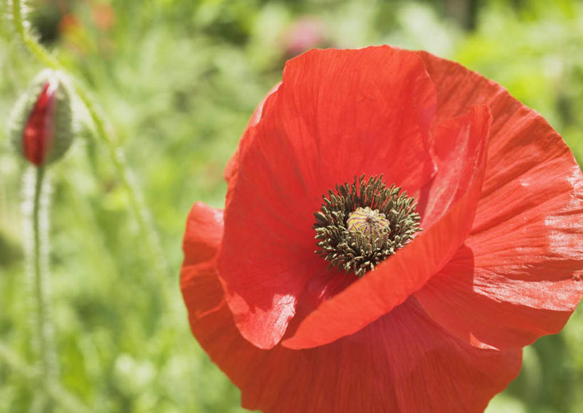 无人,横图,室外,特写,白天,正面,草地,草坪,美景,植物,罂粟,阴影,朦胧,模糊,光线,影子,景观,草药,中药,草,一朵,红色,绿色,阳光,自然,景色,毒品,自然风光,药材,中草药,中药材,本草,止痛,镇静,安眠,罂粟花,米囊花,彩图