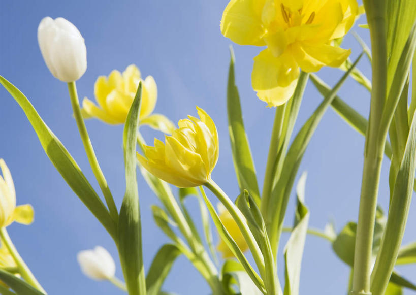 无人,横图,室外,特写,白天,仰视,爱情,花海,花圃,美景,植物,郁金香,叶子,阴影,盛开,光线,影子,景观,祝福,花蕾,花,花瓣,花朵,花卉,鲜花,蓝色,绿色,白色,蓝天,天空,阳光,自然,花丛,花束,花田,天,花苞,花蕊,景色,晴朗,表白,自然风光,荣誉,万里无云,永恒,黄石,晴空,晴空万里,郁香,洋荷花,草麝香,彩图,低角度拍摄