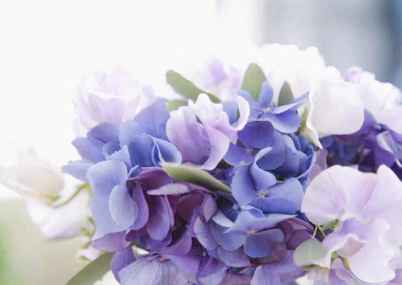 无人,横图,室内,特写,白天,正面,婚礼,快乐,阴影,朦胧,模糊,庆祝,盛开,反射,捧花,手捧花,影子,结婚,花蕾,花,花瓣,花朵,鲜花,紫色,白色,花束,花苞,花蕊,喜庆,纪念,婚礼捧花,彩图,高兴