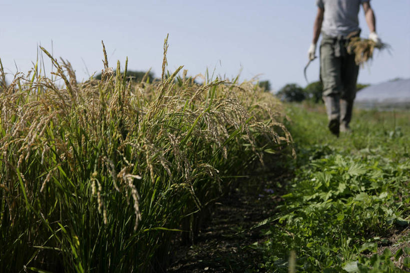 东方人,一个人,农民,农田,走,横图,室外,白天,正面,安全,庄稼,农作物,草地,草坪,植物,亚洲,仅一个男性,仅一个人,握,阴影,服装,朦胧,模糊,光线,影子,防护,拿,麦田,拿着,休闲装,黄种人,草,仅一个年轻男性,衣服,蓝色,绿色,蓝天,天空,阳光,手套,天,休闲,休闲服,握着,服饰,晴朗,保护,保险,镰刀,农具,万里无云,保全,周全,安稳,安定,防护手套,耕具,割刀,平安,男人,男性,年轻男性,亚洲人,晴空,晴空万里,佃农,农场主,农夫,农工,乡下人,小农,庄稼人,步行,散步,走路,半身,彩图,耕地,庄稼田