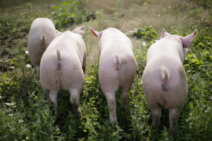 无人,农场,走,横图,俯视,室外,白天,畜牧业,牧场,草地,草坪,美景,植物,猪,四只,阴影,光线,影子,景观,草,绿色,阳光,自然,动物,家畜,景色,牲畜,自然风光,畜牧,牧业,步行,散步,走路,彩图,高角度拍摄,全身