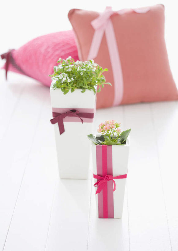 无人,竖图,室内,特写,白天,白色背景,正面,植物,靠垫,叶子,阴影,朦胧,模糊,盛开,反射,盆栽,丝绸,丝带,影子,绿叶,缎带,靠枕,盆景,花蕾,绸带,花,花瓣,花朵,鲜花,两个,绿色,自然,垫子,枕头,花苞,花蕊,嫩叶,摄影,影棚,生长,成长,高凉菜,叶,叶片,彩图,影棚拍摄,拍摄,多浆植物,多肉植物,肉质植物