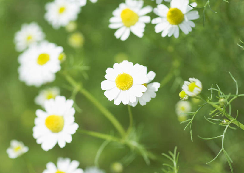 无人,横图,俯视,室外,特写,白天,旅游,度假,花海,花圃,美景,植物,叶子,日本,亚洲,朦胧,模糊,盛开,景观,绿叶,洋甘菊,花蕾,娱乐,花,花瓣,花朵,花卉,鲜花,黄色,绿色,白色,自然,花丛,花束,花田,花苞,花蕊,享受,休闲,嫩叶,景色,放松,活力,力量,坚强,自然风光,东亚,日本国,交往,母菊,和好,叶,叶片,彩图,高角度拍摄