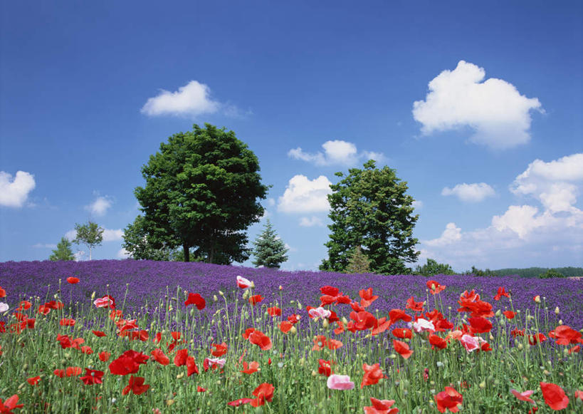 无人,横图,室外,白天,正面,爱情,旅游,度假,花海,花圃,美景,植物,叶子,北海道,日本,亚洲,阴影,盛开,光线,影子,景观,云,云朵,浪漫,花蕾,云彩,娱乐,花,花瓣,花朵,花卉,鲜花,树,树木,蓝色,绿色,白云,蓝天,天空,阳光,自然,香草,花丛,花束,花田,天,花苞,花蕊,薰衣草,享受,休闲,景色,放松,生长,晴朗,成长,自然风光,呼吸,东亚,日本国,北海道地方,北海道岛,灵香草,黄香草,上富良野町,奇迹,道北,晴空,彩图,空知郡,上川综合振兴局,振兴局,上川支厅