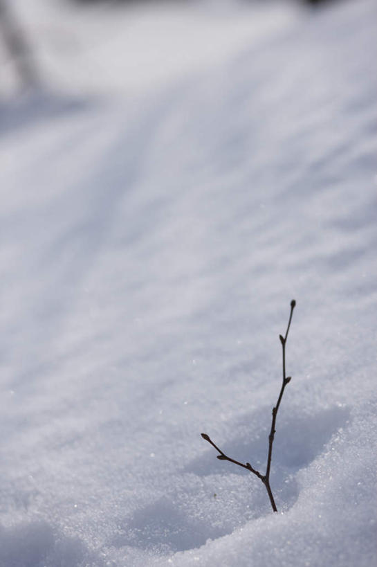 无人,竖图,俯视,室外,特写,白天,旅游,度假,美景,雪,植物,大雪,北海道,日本,亚洲,阴影,朦胧,模糊,光线,影子,积雪,景观,雪景,冬季,冬天,枝条,娱乐,树,树木,树枝,阳光,自然,享受,休闲,景色,放松,寒冷,自然风光,东亚,日本国,北海道地方,北海道岛,严寒,虻田郡,虬枝,枝杈,彩图,高角度拍摄,胆振综合振兴局,后志综合振兴局,振兴局,二世古町,二世谷町,胆振支厅,道央