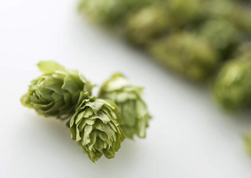 无人,横图,俯视,室内,特写,白天,白色背景,阴影,朦胧,模糊,反射,影子,啤酒花,三个,摄影,影棚,酒花,忽布,蛇麻花,酵母花,彩图,高角度拍摄,影棚拍摄,拍摄