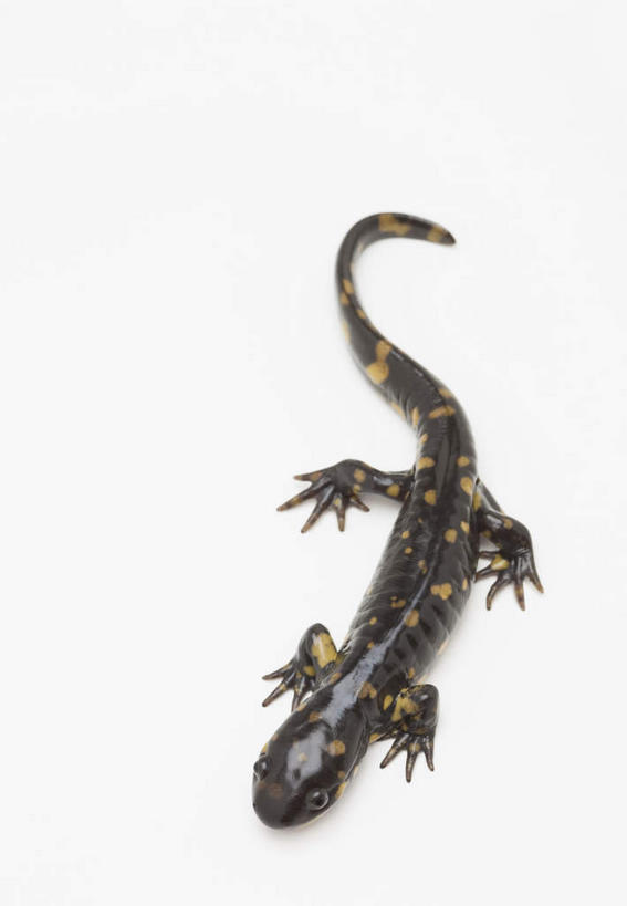 无人,竖图,俯视,室内,特写,白天,白色背景,野生动物,蜥蜴,注视,一只,动物,观察,看,趴着,摄影,影棚,观看,察看,关注,石龙子,泉龙,猪婆蛇,四脚蛇,蜴,火蜥蜴,趴,彩图,高角度拍摄,全身,影棚拍摄,拍摄