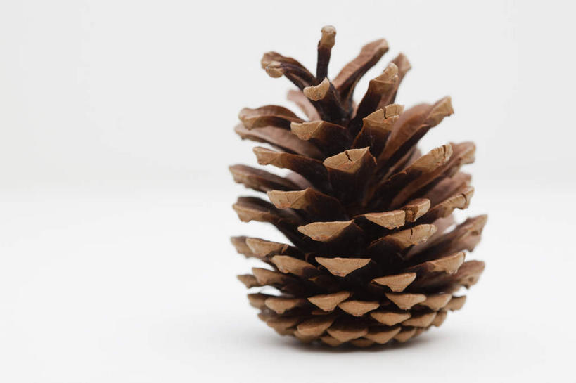 无人,横图,室内,特写,白天,白色背景,正面,阴影,反射,影子,坚果,果实,松果,一个,干果,摄影,影棚,单个,松塔,彩图,影棚拍摄,拍摄