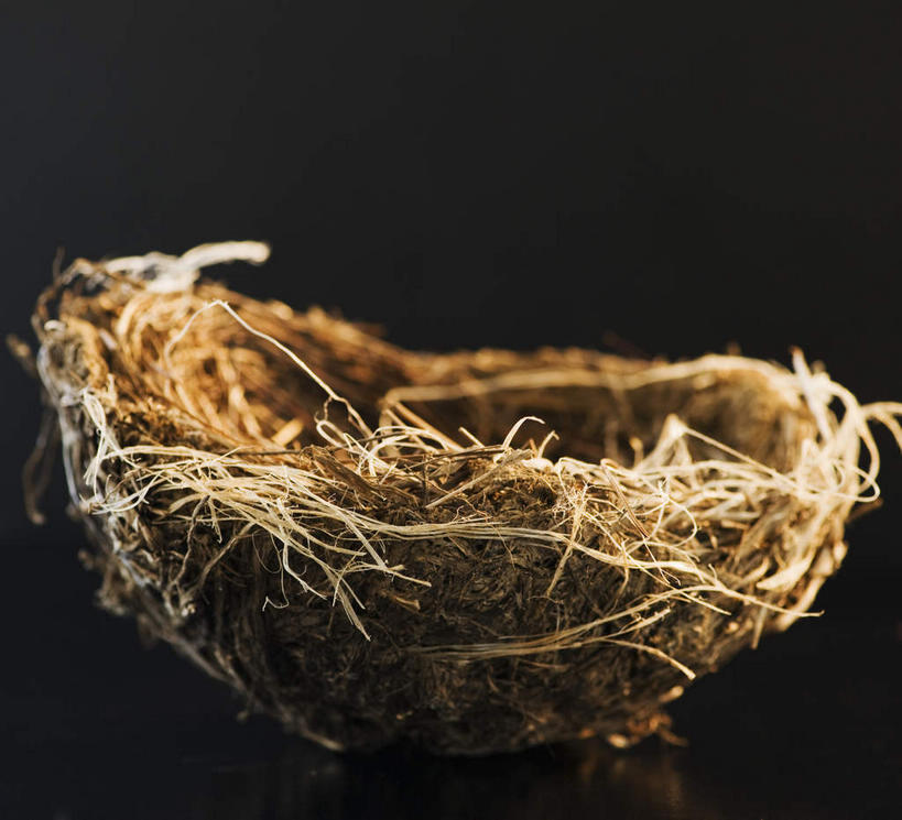 无人,横图,俯视,室内,特写,白天,植物,阴影,黑色背景,环绕,围绕,反射,鸟巢,影子,枝条,环抱,树,树木,树枝,摄影,影棚,萦绕,虬枝,枝杈,彩图,高角度拍摄,影棚拍摄,拍摄