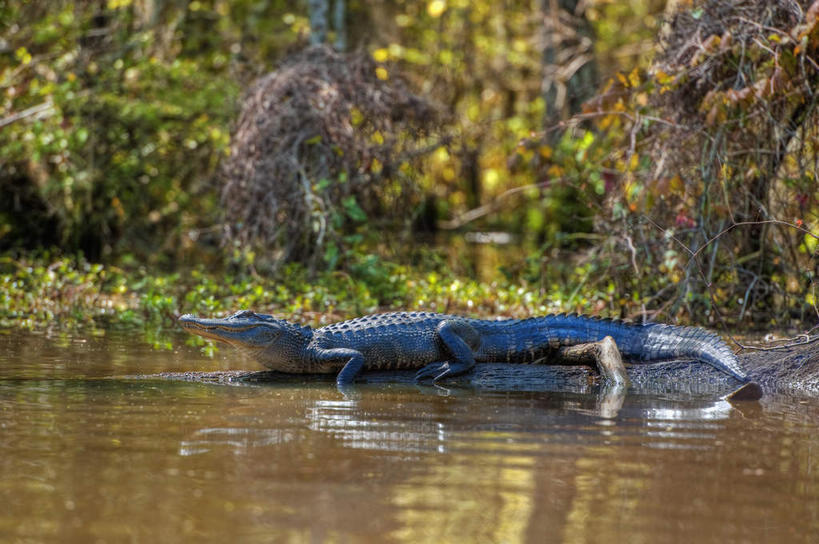 无人,横图,室外,白天,侧面,旅游,度假,湖,湖泊,美景,水,植物,鳄鱼,野生动物,巴西,爬行动物,湖面,景观,水流,水面,注视,娱乐,树,树木,一只,绿色,倒影,自然,动物,湖水,观察,看,享受,休闲,爬,景色,南美,放松,湿地,生长,成长,观看,沼泽,察看,南美洲,倒映,拉丁美洲,关注,自然风光,美洲,凶猛,短吻鳄,巴西联邦共和国,亚美利加洲,南亚美利加洲,池沼,潘塔纳尔湿地,马托格罗索州,美国短吻鳄,反照,密河鳄,残暴,凶残,彩图,全身