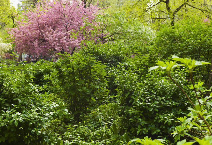无人,花园,横图,室外,白天,正面,旅游,度假,幸福,纯洁,美景,植物,樱花,纽约,美国,盛开,景观,花蕾,娱乐,花,花瓣,花朵,鲜花,树,树木,粉色,绿色,自然,花苞,花蕊,享受,休闲,景色,放松,生长,成长,等待,北美,北美洲,生命,自然风光,美洲,纽约州,帝国之州,帝国州,北亚美利加洲,亚美利加洲,仙樱花,福岛樱,青肤樱,高尚,热烈,麦迪逊广场,麦迪逊广场花园,荆桃,彩图