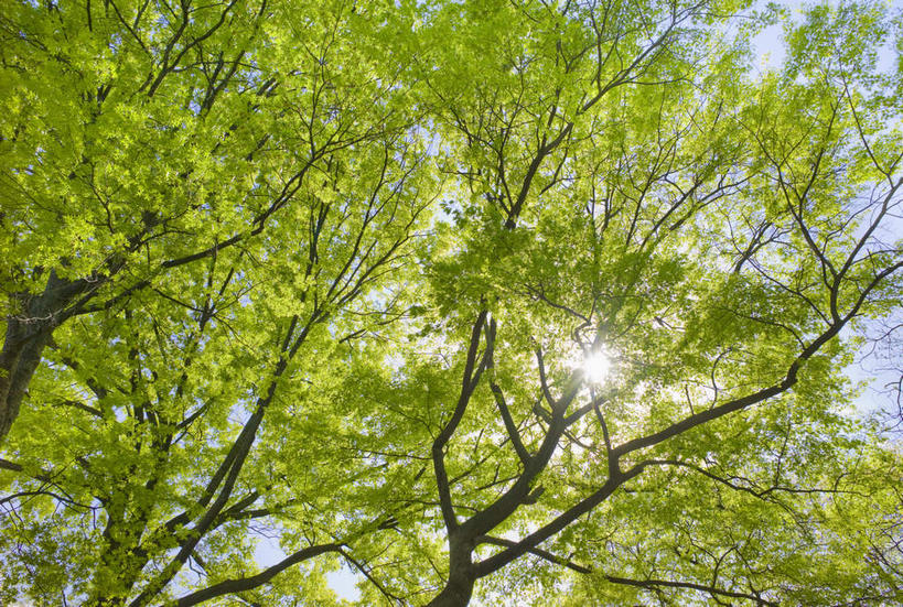 无人,横图,室外,白天,仰视,旅游,度假,美景,植物,城市,纽约,美国,阴影,光线,影子,景观,曼哈顿,娱乐,树,树木,绿色,天空,阳光,自然,天,享受,休闲,景色,放松,生长,晴朗,成长,北美,北美洲,自然风光,美洲,中央公园,纽约中央公园,纽约州,万里无云,帝国之州,帝国州,北亚美利加洲,亚美利加洲,晴空,晴空万里,彩图,低角度拍摄,曼哈顿岛