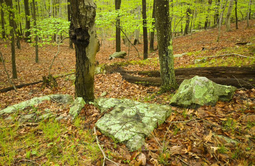 无人,横图,俯视,室外,白天,旅游,度假,石头,美景,植物,叶子,英国,欧洲,一堆,阴影,堆叠,堆积,光线,石子,影子,景观,枯叶,落叶,树桩,娱乐,树,树干,树木,绿色,阳光,自然,享受,休闲,木桩,景色,放松,生长,成长,堆,西欧,自然风光,大不列颠,大不列颠及北爱尔兰联合王国,大不列颠联合王国,日不落英帝国,贝德福德郡,叶,叶片,石块,岩石,彩图,高角度拍摄