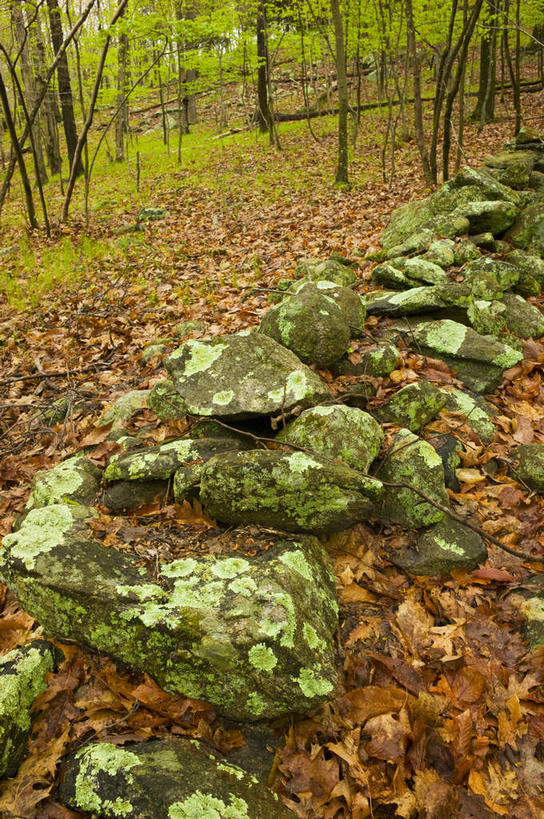 无人,竖图,俯视,室外,白天,旅游,度假,石头,美景,植物,叶子,英国,欧洲,一堆,阴影,堆叠,堆积,光线,石子,影子,景观,枯叶,落叶,娱乐,树,树木,绿色,阳光,自然,享受,休闲,景色,放松,生长,成长,堆,西欧,自然风光,大不列颠,大不列颠及北爱尔兰联合王国,大不列颠联合王国,日不落英帝国,贝德福德郡,叶,叶片,石块,岩石,彩图,高角度拍摄
