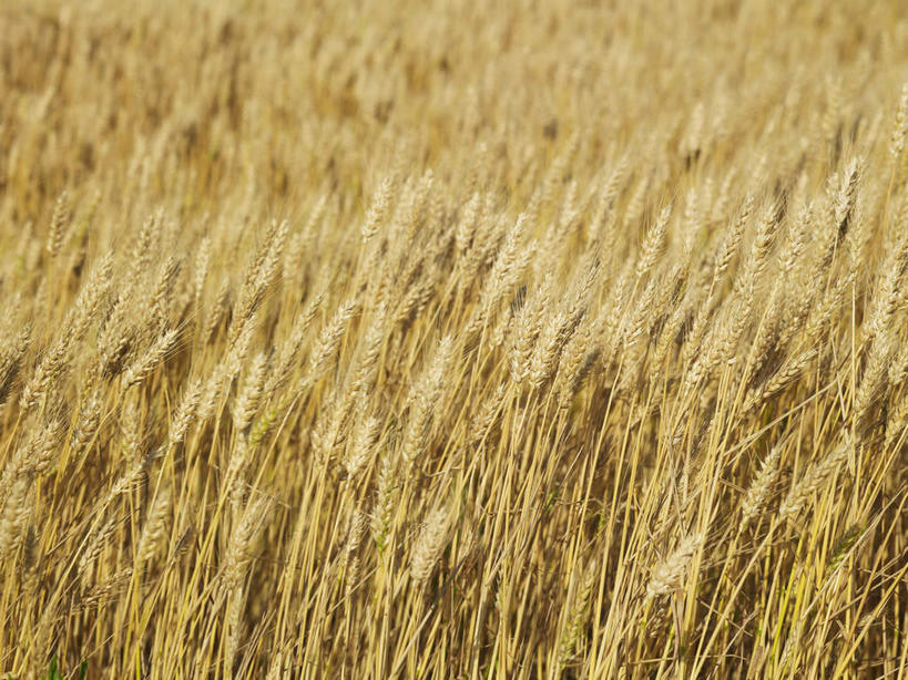 无人,农田,横图,俯视,室外,特写,白天,旅游,度假,庄稼,农作物,小麦,美景,美国,阴影,朦胧,模糊,光线,影子,景观,谷物,麦田,娱乐,黄色,阳光,自然,享受,休闲,景色,放松,麦子,北美,北美洲,自然风光,美洲,内布拉斯加州,北亚美利加洲,亚美利加洲,内布拉斯加,牛肉之州,玉米壳之州,彩图,高角度拍摄,耕地,庄稼田