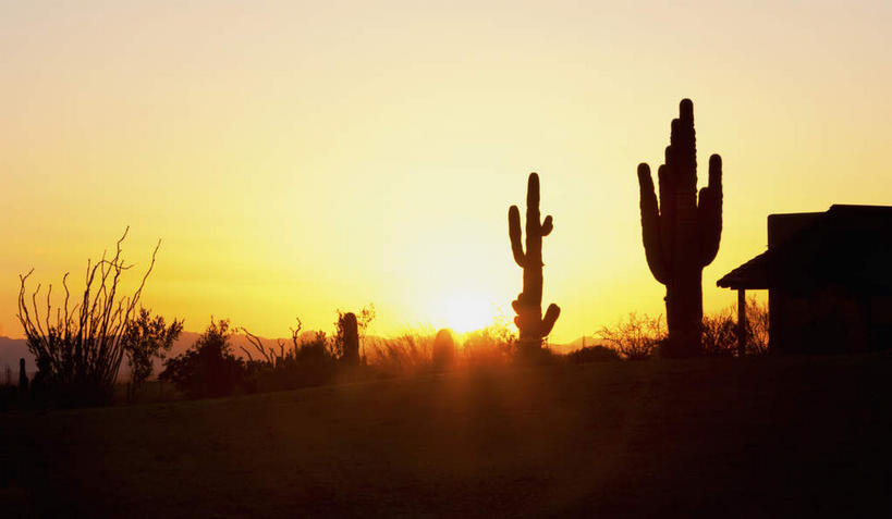 无人,横图,室外,白天,仰视,旅游,度假,美景,日落,太阳,植物,城市,仙人掌,美国,阴影,光线,火焰,影子,景观,晚霞,霞光,落日,草药,枝条,背光,娱乐,中药,树,树木,树枝,阳光,自然,黄昏,享受,休闲,景色,彩霞,放松,亚利桑那,北美,北美洲,自然风光,美洲,药材,中草药,逆光,亚利桑那州,凤凰城,中药材,本草,菲尼克斯,大峡谷之州,首府,牛舌头,北亚美利加洲,亚美利加洲,夕照,虬枝,枝杈,夕阳,玉芙蓉,仙巴掌,火掌,霸王树,彩图,低角度拍摄,斜阳