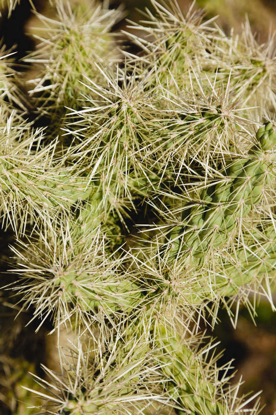 无人,竖图,俯视,室外,特写,白天,美景,植物,城市,仙人掌,叶子,美国,阴影,光线,火焰,影子,景观,绿叶,草药,中药,阳光,自然,嫩叶,景色,亚利桑那,北美,北美洲,自然风光,美洲,药材,中草药,亚利桑那州,凤凰城,中药材,本草,菲尼克斯,大峡谷之州,首府,牛舌头,北亚美利加洲,亚美利加洲,叶,叶片,玉芙蓉,仙巴掌,火掌,霸王树,彩图,高角度拍摄