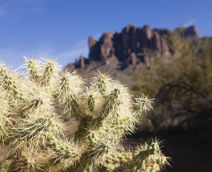 无人,横图,室外,特写,白天,仰视,旅游,度假,石头,美景,山,山脉,植物,城市,仙人掌,美国,阴影,朦胧,模糊,光线,火焰,石子,影子,景观,山峰,云,云朵,草药,山峦,云彩,娱乐,中药,蓝色,白云,蓝天,天空,阳光,自然,群山,天,享受,休闲,景色,放松,晴朗,亚利桑那,北美,北美洲,自然风光,美洲,药材,中草药,亚利桑那州,凤凰城,中药材,本草,菲尼克斯,大峡谷之州,首府,牛舌头,北亚美利加洲,亚美利加洲,石块,岩石,晴空,玉芙蓉,仙巴掌,火掌,霸王树,彩图,低角度拍摄