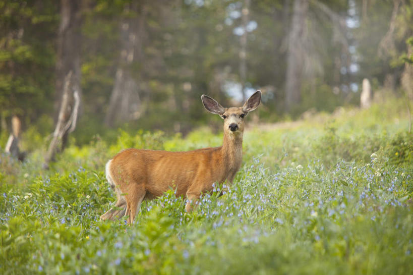 无人,站,横图,室外,白天,侧面,草地,草坪,美景,树林,植物,哺乳动物,鹿,野生动物,阴影,朦胧,模糊,光线,影子,景观,注视,草,树,树木,一只,绿色,阳光,自然,动物,观察,看,站着,景色,可爱,活泼,生长,成长,观看,察看,关注,自然风光,黑尾鹿,骡鹿,站立,彩图,全身