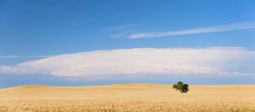 无人,农田,横图,全景,室外,白天,正面,旅游,度假,庄稼,农作物,小麦,美景,天际线,美国,阴影,光线,影子,地平线,景观,云,云朵,辽阔,谷物,地面,云彩,娱乐,蓝色,白云,蓝天,天空,阳光,自然,天,享受,休闲,广阔,景色,放松,麦子,晴朗,一望无际,北美,北美洲,自然风光,延伸,美洲,南达科他州,天地相交,北亚美利加洲,亚美利加洲,南达科他,草狼之州,晴朗之州,无边无际,一马平川,晴空,彩图,耕地,庄稼田