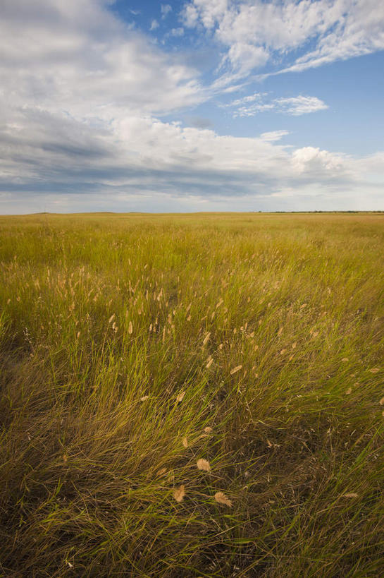 无人,竖图,室外,白天,正面,旅游,度假,草地,草原,美景,植物,美国,阴影,光线,影子,地平线,景观,旷野,云,云朵,辽阔,地面,云彩,娱乐,草,蓝色,绿色,白云,蓝天,天空,阳光,自然,天,享受,休闲,广阔,景色,放松,晴朗,一望无际,北美,北美洲,自然风光,原野,延伸,美洲,南达科他州,天地相交,北亚美利加洲,亚美利加洲,南达科他,草狼之州,晴朗之州,无边无际,一马平川,晴空,彩图